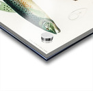 Salmo Hamatus and Cyprinus Carpio Acrylic print