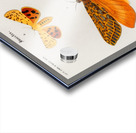 Different types of moths Acrylic print