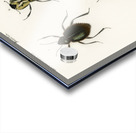 Different types of beetles Acrylic print