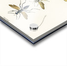 Different types of wasps Acrylic print