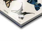 Different types of wasps Acrylic print