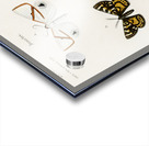 Collection of moths Acrylic print