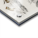 Beaver Castor and Jerboa Dipus Acrylic print