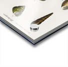 Different types of mollusks Acrylic print