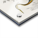 Purple heron Ardea purpurea Acrylic print