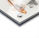 Different types of fishes Acrylic print