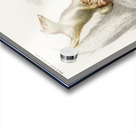 Opossum Didelphis and Opossum Didelphis Acrylic print