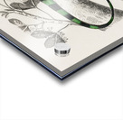 Different types of mollusks Acrylic print