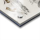 Beaver Castor and Jerboa Dipus Acrylic print