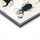 Different types of beetles Acrylic print