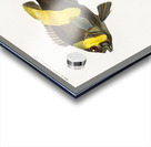 Different types of fishes Acrylic print