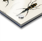 Different types of insects Acrylic print