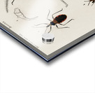 Different types of insects Acrylic print