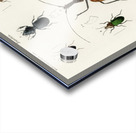 Different types of beetles Acrylic print