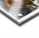 Fails Leo Acrylic print