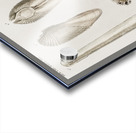 Fails Leo Acrylic print