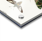 Different types of moths Acrylic print