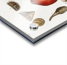 Different types of mollusks Acrylic print