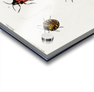 Different types of mollusks Acrylic print