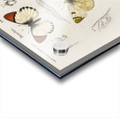 Different types of mollusks Acrylic print