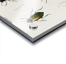 Different types of beetles Acrylic print