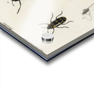 Different types of beetles Acrylic print