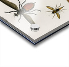 Different types of insects Acrylic print