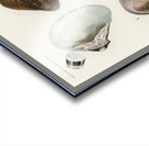 ictionnaire Universel D histoire Naturelle D Orbi 1694477462.2014 Acrylic print