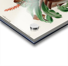 Bromeliad Aechmea discolor Acrylic print