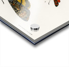 Collection of moths Acrylic print