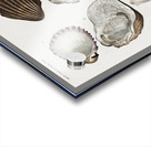 Different types of mollusks Acrylic print