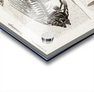 Ray-finned fish Acanthonemus and Semiophorus Acrylic print