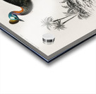 Casoar à casque bird Acrylic print