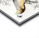 Different types of spiders Acrylic print