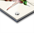 Different types of birds Acrylic print