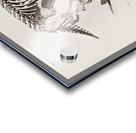 Megatherium Acrylic print