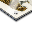 Jaguar Panthera Onca Acrylic print