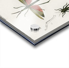 Different types of bugs Acrylic print