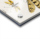 Collection of insects Acrylic print