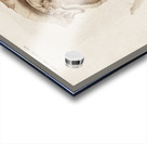 Odd-toed ungulate Palaeotherium Acrylic print