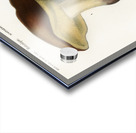 Mushroom Boletus circinans Acrylic print