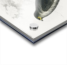 Trichipteris excelsa Acrylic print