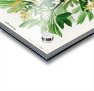 Hummingbird fuchsia Fuchsia gracilis Acrylic print