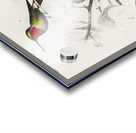 Different types of birds Acrylic print