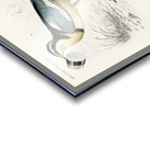 Different types of birds Acrylic print