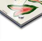 Elephant ear Caladium bicolor Acrylic print