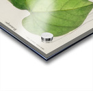 Pipevine Acrylic print