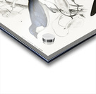 Different types of birds Acrylic print