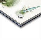 Gasterosteus Aculeatus Acrylic print