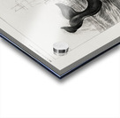 Balaena mysticetus Bowhead whale Acrylic print